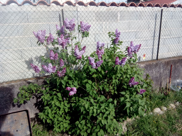 lilas